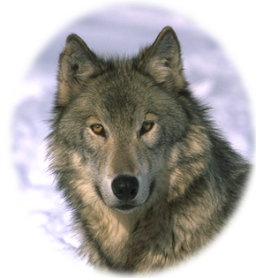 Wolf etwas oval png